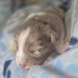 Forrest - Red merle male Australian Shepherd puppy in Russellville, Kentucky from Page Family Homestead