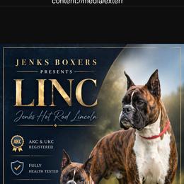 Linc - Boxer