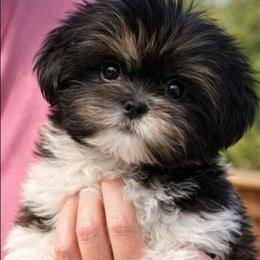 Gilbert - Black gold and white male Shih Tzu puppy in Chipley, Florida from Shih Tzu Babies