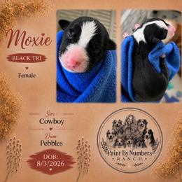 Moxie - Black tri-color female Australian Shepherd puppy in Magee, Mississippi from Paint ByNumbers Ranch