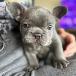 Baloo - Blue male French Bulldog puppy in League City, Texas from Baby Bear Frenchies