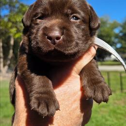 Female 3 - Chocolate female Labrador Retriever puppy in Andrews, South Carolina from Leyland Cypress Retrievers