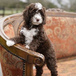 Australian Labradoodle Puppies from Lake Blue Australian Labradoodles