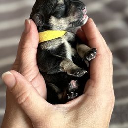 Miniature Schnauzer Puppies from Adrienne Exum