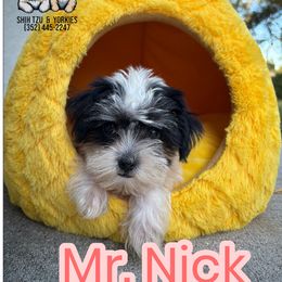 Nick - Black and white male Shih Tzu puppy in Ocala, Florida from Yorkie  And Shih Tzu Love