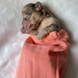Dachshund Puppies from Golden Creek Farm