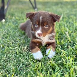 Poppi - Red tri female Miniature Australian Shepherd puppy in Lincoln, California from Country Dreams Mini Aussies