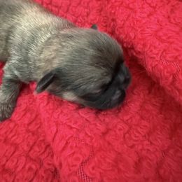 Stan - Black and tan male Pekingese puppy in Mabank, Texas from Peke Lovers of Texas