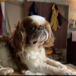 Dachshund and English Toy Spaniel Puppies from Draggonfly Manor