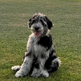 Poodle and Sheepadoodle All Grown Up from Kitandkboodle's Doodles