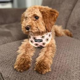 Leia - Goldendoodle