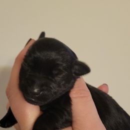 Miniature Schnauzer Puppies from Southpaw Schnauzers