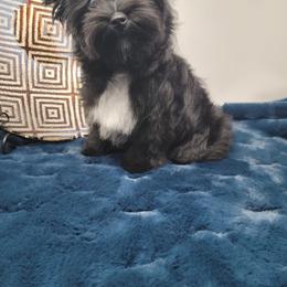 Legend - Yorkshire Terrier