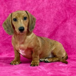 Lyra - Dapple female Dachshund puppy in Lincoln, Arkansas from Red Dirt Dachshunds