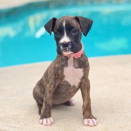 Victory (Tory) - Brindle female Boxer puppy in Georgia from Stephanie’s Boxers