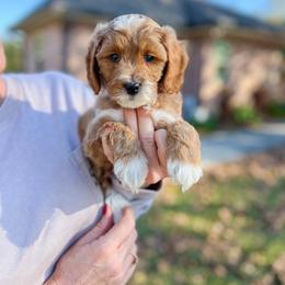 Ground Hog - Red  male Goldendoodle puppy in Sulphur, Louisiana from Curly Q’s Of Carlyss