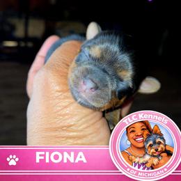 FIONA - Blue and gold female Yorkshire Terrier puppy in Eastpointe, Michigan from TLC Kennels TenderLittleCuties
