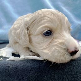 Cockapoo and Pomeranian Puppies from Luna Kennel