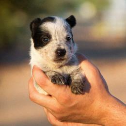 Gimli (AKC) - Blue female Australian Cattle Dog puppy in Marana, Arizona from Impact 3rd Australian Cattle Dogs