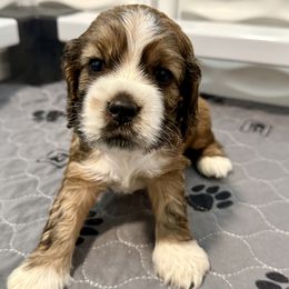 Halo Spartans - Master Chief John - Orange - Sable and white male Cocker Spaniel puppy in Inman, South Carolina from Dees Cockers, LLC
