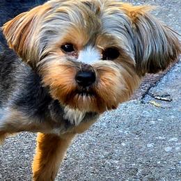 Dallas - Yorkshire Terrier