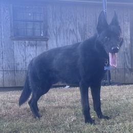 Bam Bam - German Shepherd