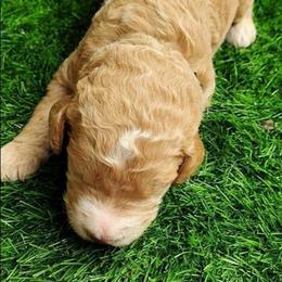 Silver collar - Apricot female Goldendoodle puppy in Willow Springs, Missouri from Todd Family Homestead