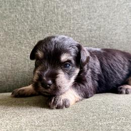 Magnum - AKC - Gray Collar - Black and silver male Miniature Schnauzer puppy in Wheeler, Wisconsin from Sue’s Miniature Schnauzers