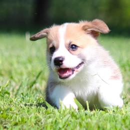 Charlie - Sable male Pembroke Welsh Corgi puppy in Fort Madison, Iowa from Bellwether Acres
