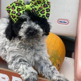 Whitney - Parti female Goldendoodle puppy in Home, Pennsylvania from Plum Creek Acres Next Generation