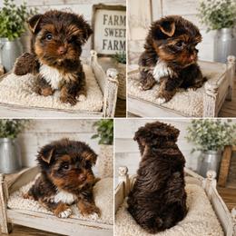 Hershey McSnuggles - Chocolate, tan and white male Yorkshire Terrier puppy in Dalton, Georgia from Southern Charm Precious Paws