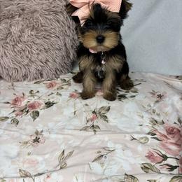 Brooke READY TODAY - Black and tan female Yorkshire Terrier puppy in Cleveland, Georgia from Velvet Crown Yorkies