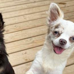 Chihuahuas and Dachshunds from Cripple Creek Farms