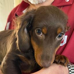 Gage - Chocolate and tan male Dachshund puppy in Shawnee, Oklahoma from Magic Eagle Miniature Dachshunds