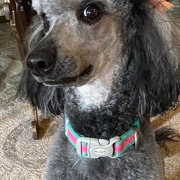 Poodles from Moyen Poodles of The Magic City