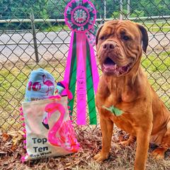 Invi - Dogue de Bordeaux