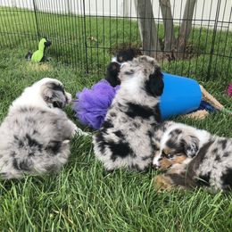 Miniature American Shepherd and Miniature Australian Shepherd Puppies from PreciousGem Miniature American Shepherds