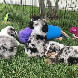 Miniature American Shepherd and Miniature Australian Shepherd Puppies from PreciousGem Miniature American Shepherds