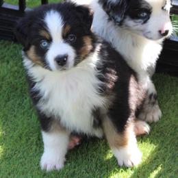 Erin - Black tri-color female Australian Shepherd puppy in Colorado Springs, Colorado from Rocky Mountain Aussies