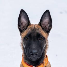 Parsley (Orange Collar) - Red sable male Belgian Malinois puppy in Woodway, Texas from New Beginning Belgians