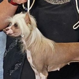 Emmy - Chinese Crested