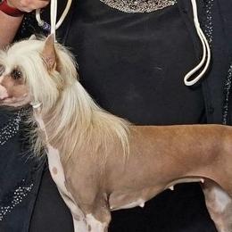 Emmy - Chinese Crested