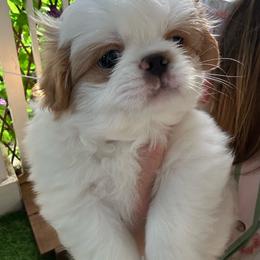 Japanese Chin - Red and white male Japanese Chin puppy in Orlando, Florida from Meghan's Japanese Chins