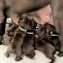 Cane Corso Puppies from Rock Creek Cane Corso