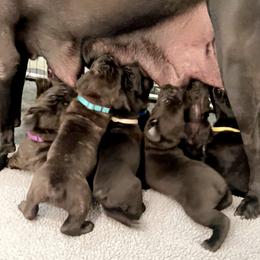 Cane Corso Puppies from Rock Creek Cane Corso