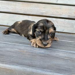 Bane - Dapple male Dachshund puppy in South Willard, Utah from Doxies in the Sun