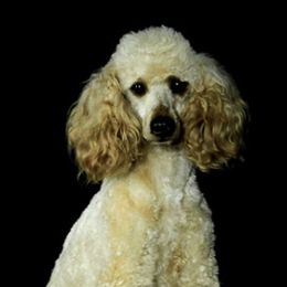 Goldendoodles, Golden Retrievers, and Poodles from Euro Goldendoodles