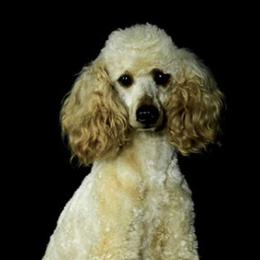 Goldendoodles, Golden Retrievers, and Poodles from Euro Goldendoodles
