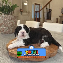 Yoshi - Black and white male Sheepadoodle puppy in Cleveland, Tennessee from Narrow Path Old English & Sheepadoodles