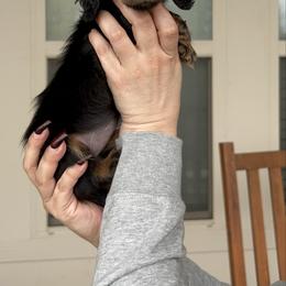 Pink Collar Miss Sweet Dill KLARNA AVAILABLE - Black and tan female Dachshund puppy in Hutto, Texas from R.G. Dachshunds
